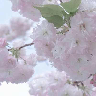 尼勒克福瑞交流群